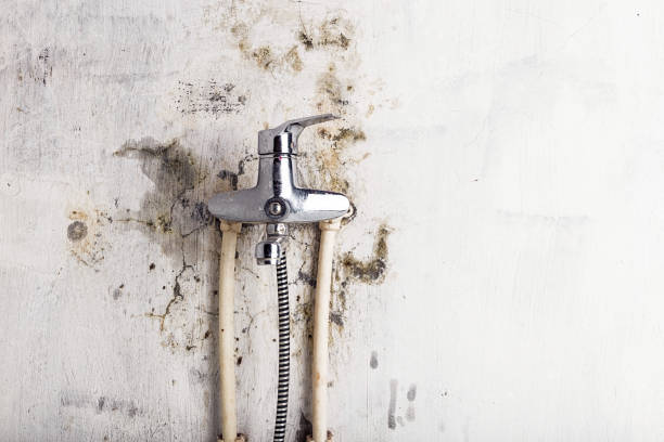 Best Emergency Mold Remediation in Ashley, OH