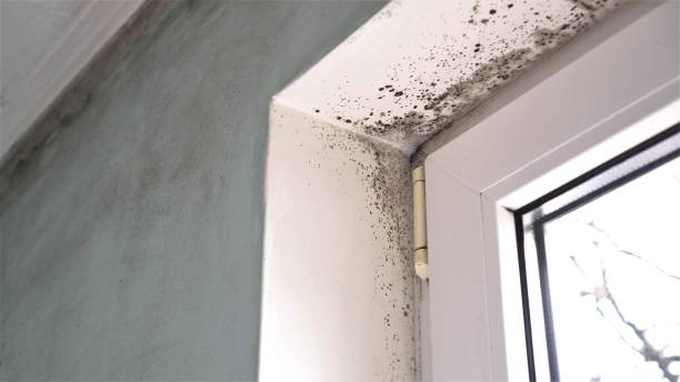  Ashley, OH Mold Removal Pros