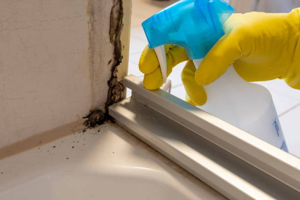 Best Mold Testing and Inspection Services in Ashley, OH