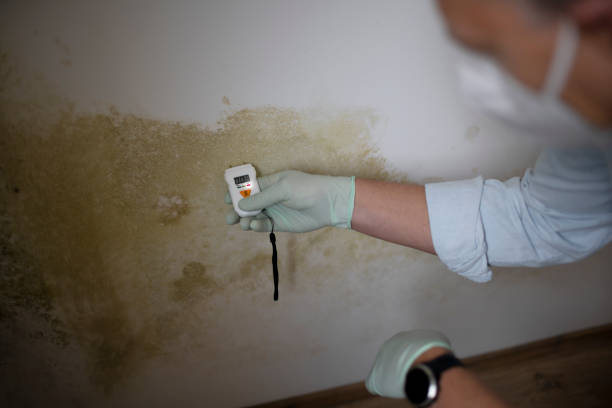 Best Basement Mold Remediation in Ashley, OH