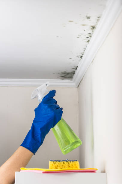 Best DIY Mold Remediation Support Services in Ashley, OH