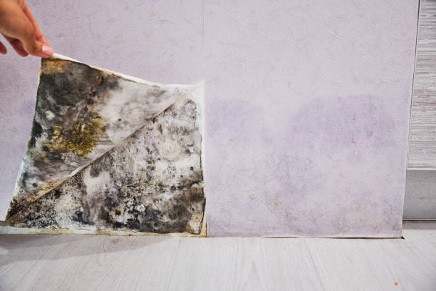 Best Industrial Mold Remediation in Ashley, OH